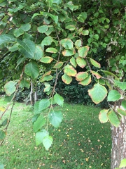 Betula pubescens