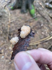 Naematelia encephala