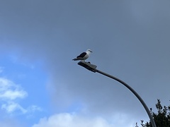 Larus dominicanus dominicanus