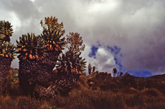 Dendrosenecio