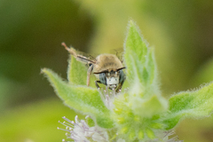 Anthophora urbana