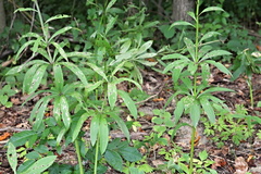 Lilium martagon