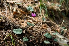Cyclamen purpurascens
