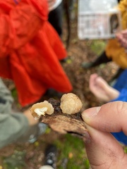 Naematelia encephala