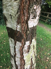 Betula pubescens