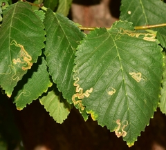 Stigmella subtrimaculella