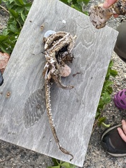 Rostroraja eglanteria