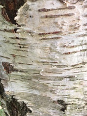 Betula pubescens