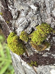 Ulota coarctata
