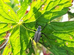 Macrodactylus mexicanus