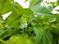 Nicandra physalodes
