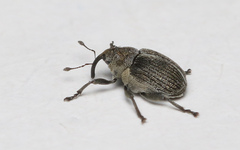 Ceutorhynchus typhae