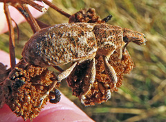 Cyphocleonus dealbatus