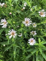 Symphyotrichum firmum