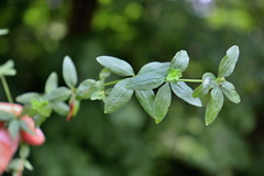 Cruciata glabra