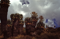 Dendrosenecio