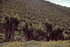 Dendrosenecio