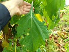 Nicandra physalodes