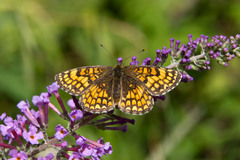Melitaea