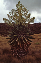 Dendrosenecio