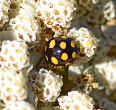 Coccinula quatuordecimpustulata