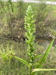 Habenaria repens