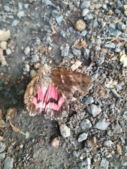 Catocala sponsa