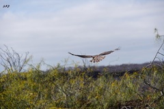 Buteo galapagoensis