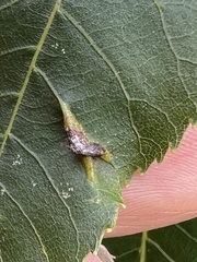 Phylloxera caryaevenae