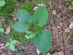 Smilax ecirrhata