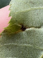 Phylloxera caryaevenae