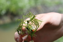 Ranunculus trichophyllus