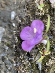 Agalinis tenuifolia