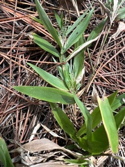 Dichanthelium commutatum