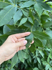Phylloxera caryaevenae