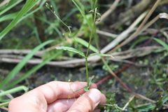 Veronica scutellata