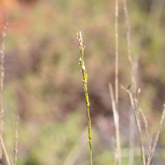 Eriochloa crebra