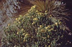 Euryops dacrydioides image