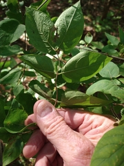 Lonicera morrowii