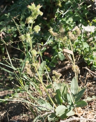 Phacelia mutabilis