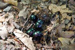 Trypocopris pyrenaeus