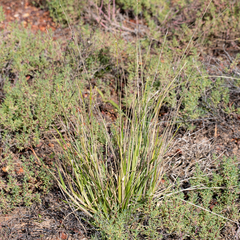 Eriochloa crebra