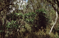 Dendrosenecio