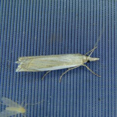 Crambus pascuella