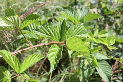 Rubus fruticosus