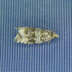 Syricoris lacunana