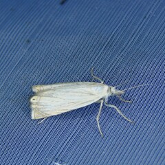 Chrysoteuchia culmella