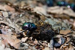 Trypocopris pyrenaeus