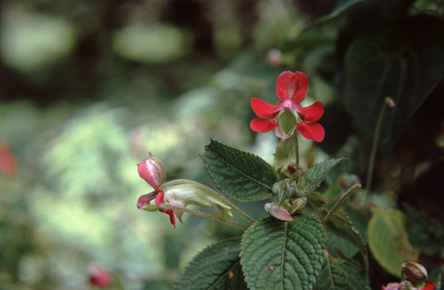 Impatiens digitata image