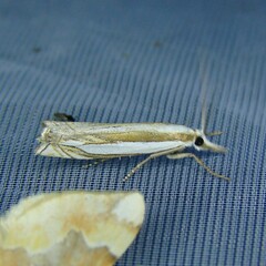 Crambus pascuella